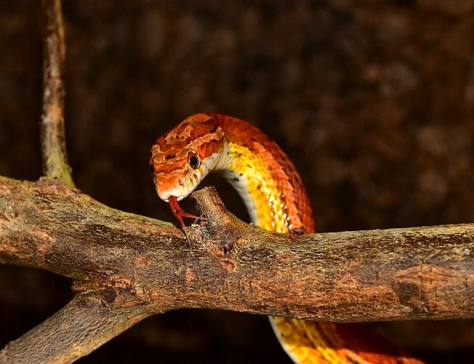 15 Beliebtesten Schlangen Für Haustiere Mit Bildern