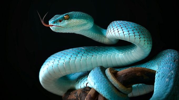 20 Interessante Fakten über Klapperschlangen