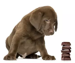Ist Nutella Schlecht Fr Hunde