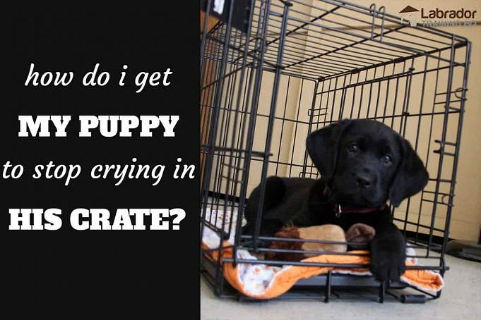 Puppy Tantrums In A Crate: Complete Guide To Crate Training