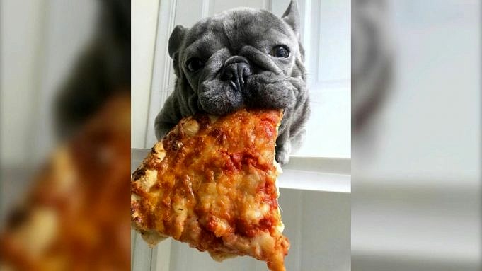 Was Tun, Wenn Ihr Hund Pizza Frisst?