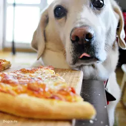 Was sollten Sie tun wenn Ihr Hund Pizza frisst